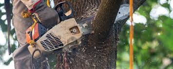 How Our Tree Care Process Works  in  Marissa, IL